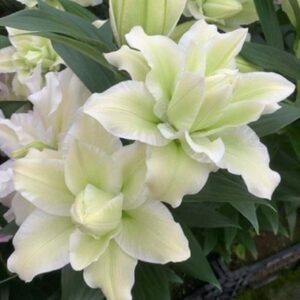 Creamy green double lilies with foliage
