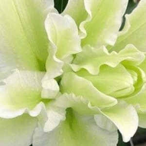 Ruffled pale green-white flower close-up