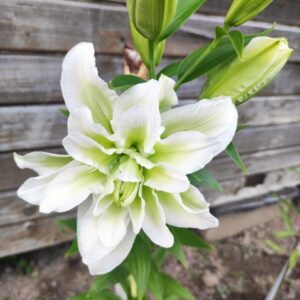 White double lily with green center