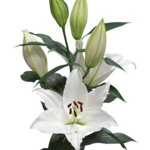 White lily with buds and green leaves