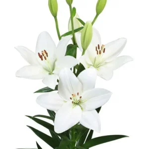Three white lilies with tall green buds