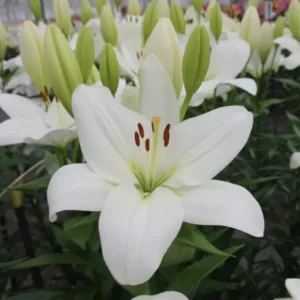 White lily close-up with unopened buds