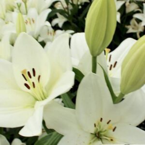 Close-up white lily blooms and green buds