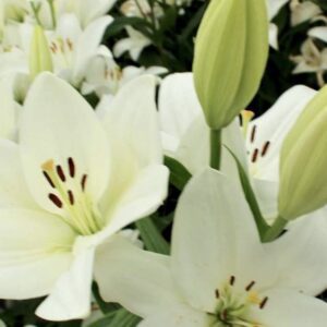 Open trumpet lilies with prominent stamens
