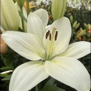 Single white lily bloom in greenhouse