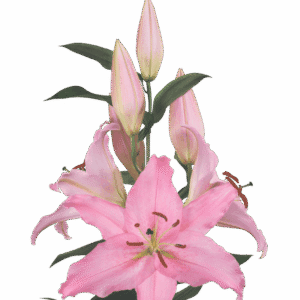 Pink lily blossom with buds and leaves
