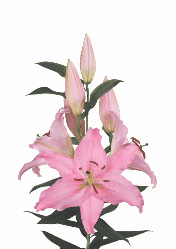 Pink lily blossom with buds and leaves