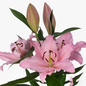 Close-up of pink lily bouquet