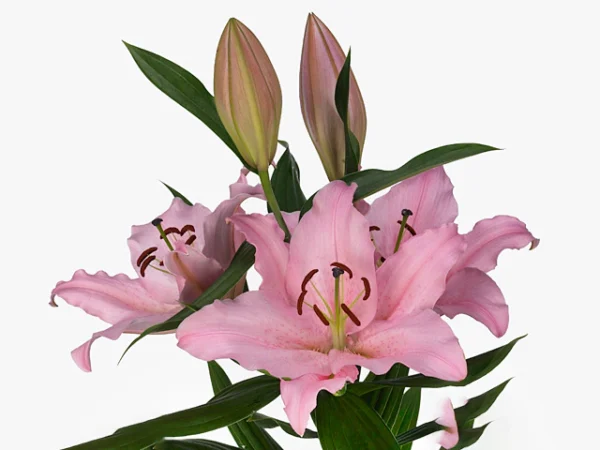 Pink oriental lilies with unopened buds
