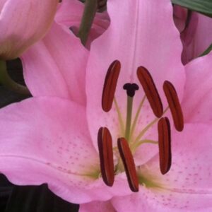 Macro view of pink lily pollen and petals