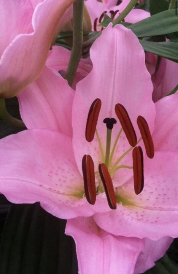 Macro view of pink lily pollen and petals