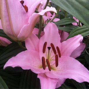 Close-up pink oriental lily with brown stamens