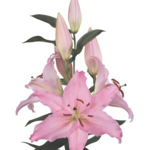 Pink lily stem with unopened buds