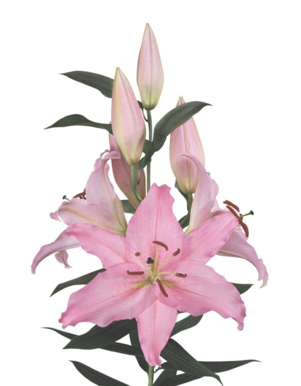 Pink lily stem with unopened buds
