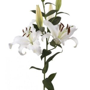 White lily stem with blooms and buds