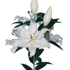 Single open white lily stem with buds