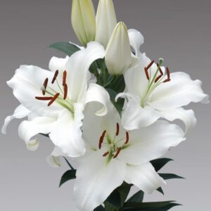 White trumpet lilies with unopened buds