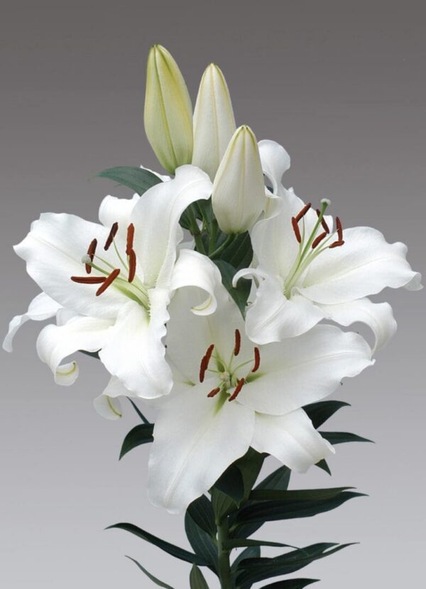 White trumpet lilies with unopened buds