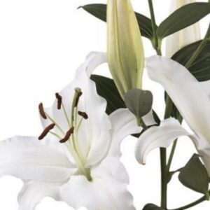 Close-up white lily with curled petal