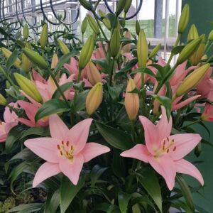 Cluster of pale pink lilies and buds