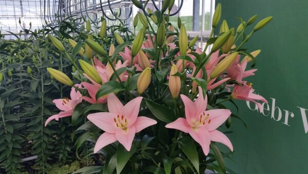 Cluster of pale pink lilies and buds