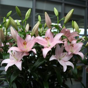 Pink lily bouquet with unopened buds