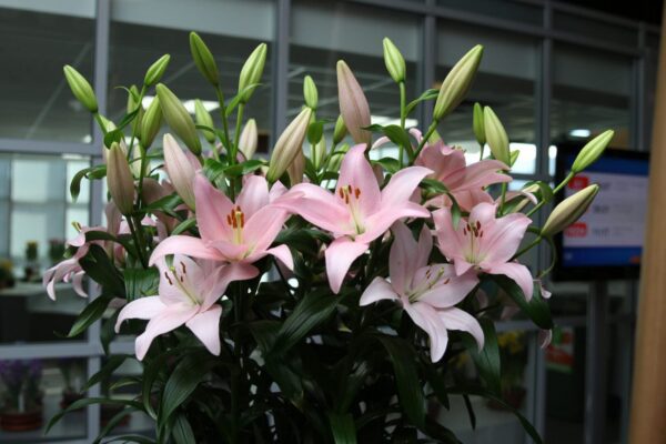 Pink lily bouquet with unopened buds
