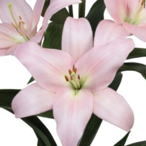 Soft pink oriental lily stems on white