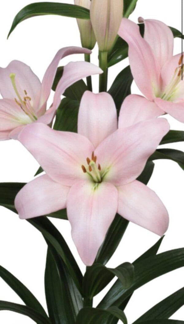 Soft pink oriental lily stems on white