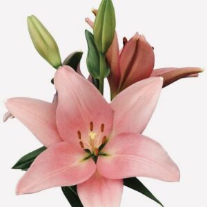 Pink lily flower with buds and leaves