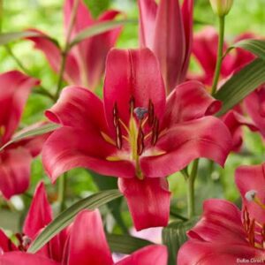 Bright red Asiatic lilies clustered together