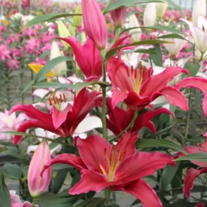 Rosenka Oriental Lily