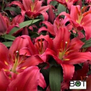 Cluster of vibrant red lilies with green leaves
