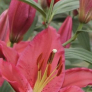 Bright pink Asiatic lily with unopened buds
