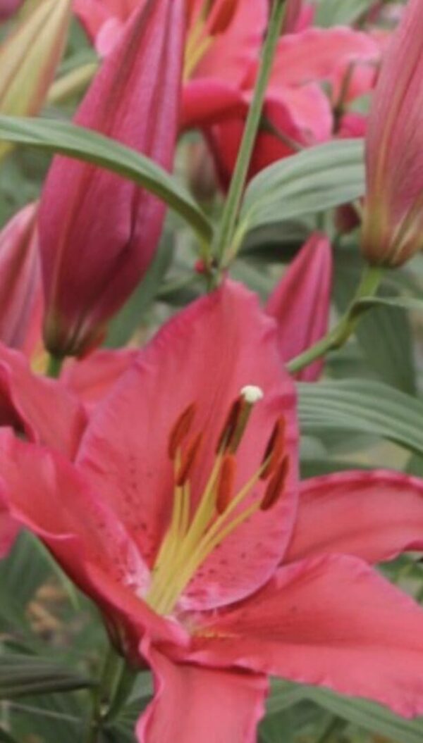 Bright pink Asiatic lily with unopened buds