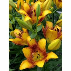 Yellow lilies with red-speckled centers