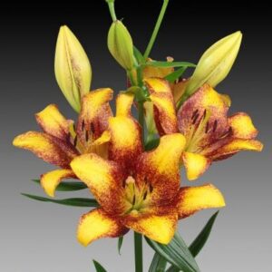 Yellow and red lilies with green buds