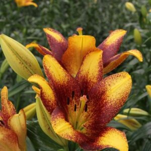 Yellow and maroon speckled lily blossom
