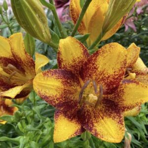 Yellow lily speckled with red and dew