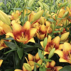 Yellow Asiatic lilies with brown-speckled centers