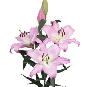 Single stem of pale pink lilies