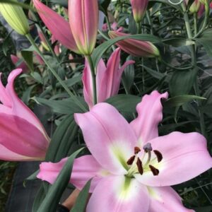 Greenhouse pink lily with tall buds