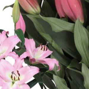 Cluster of pale pink lilies and closed buds