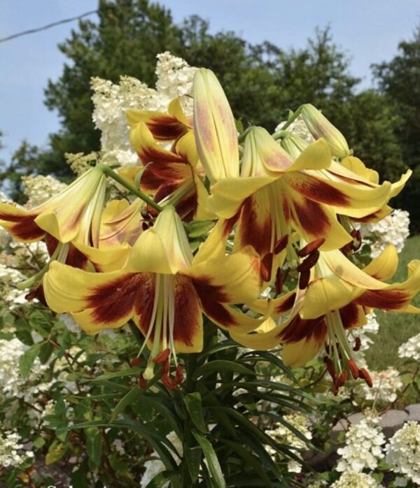 Yellow lilies with reddish centers in garden