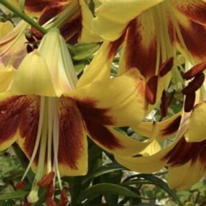 Yellow lily with deep maroon throat