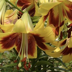 Yellow lilies with dark red centers