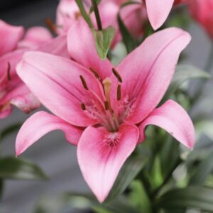 Pale pink lily bloom with brown anthers