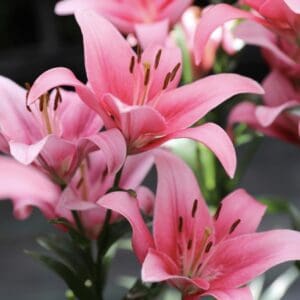 Sylt Asiatic Lily