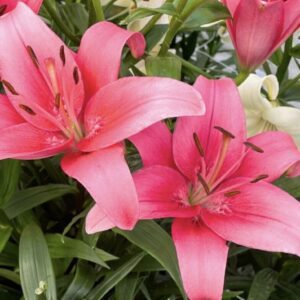 Two bright pink Asiatic lilies with leaves