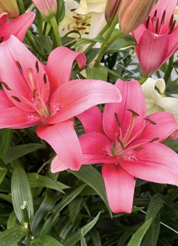 Two bright pink Asiatic lilies with leaves